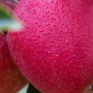 FRESH APPLES