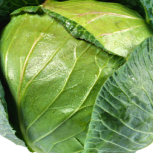 Cabbage