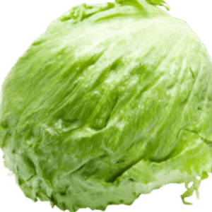 Fresh Lettuce
