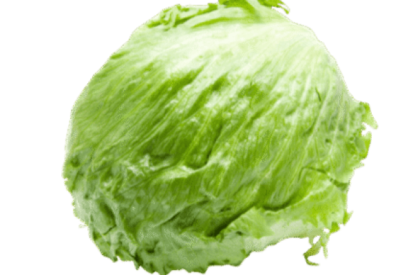 11_02_22_86992ff563a5c4 Fresh Lettuce