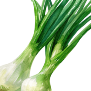 Spring Onion