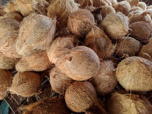 a pile of peeled coconut Coconut