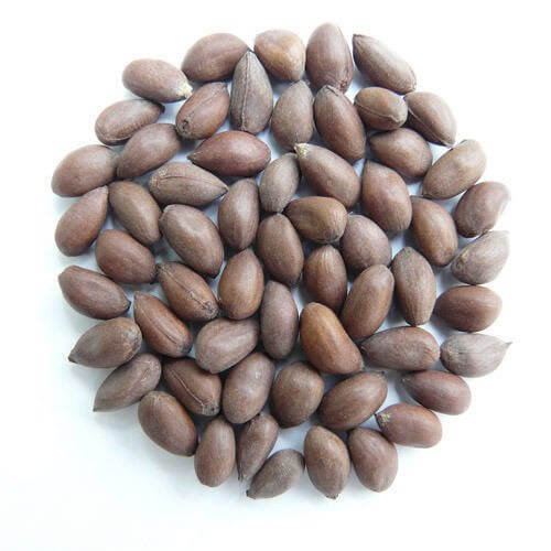 Cotton-Seeds-Wholesale-1-1 Cotton Seeds Wholesale
